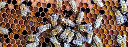 foto: BeesCount / twitter.com