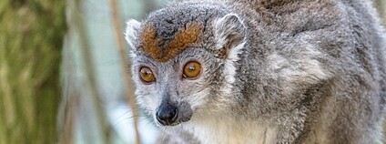Lemur korunkatý Foto: Zweer de Bruin Flickr