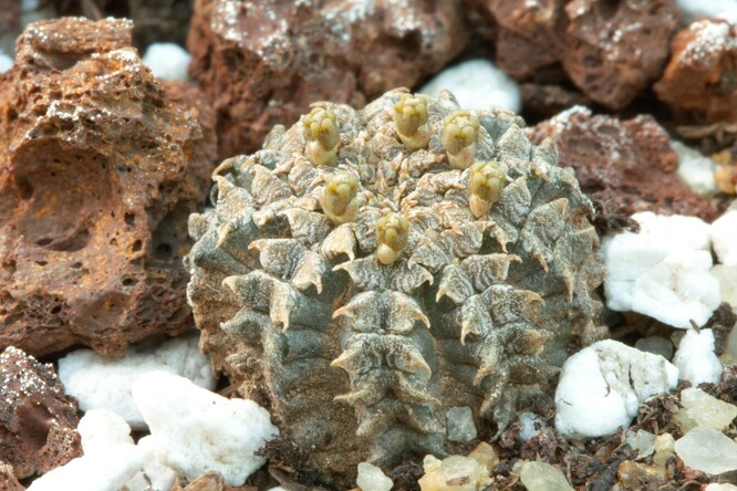 Nový druh dostal název Euphorbia aenigmatica, tedy v překladu pryšec skrytý nebo kamuflovaný.