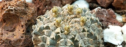 Pryšec skrytý Foto: Mendelova univerzita v Brně