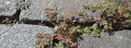 Pryšec skvrnitý Foto: Andreas Rockstein Flickr