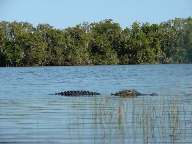 Národní park Everglades.