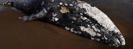 foto:  News 24x7 / www.youtube.com