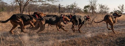 foto: Sean Viljoen / SAWC / Ivan Carter WCA / Caters News twitter.com