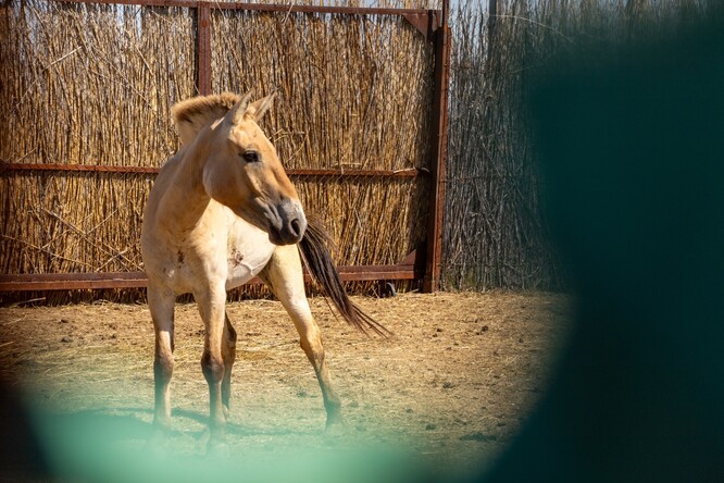 Zeta II oddělená do malé ohrady na snímku z konce května.