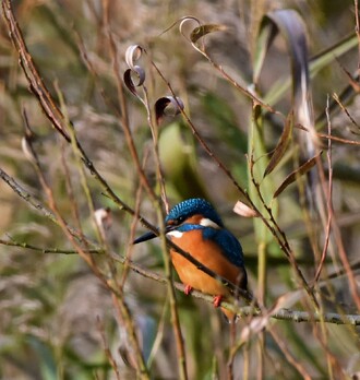 Lednáček u Pekelného rybníka.