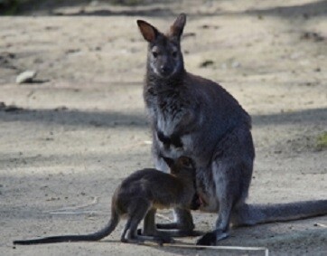 Klokani rudokrcí v děčínské zoo.