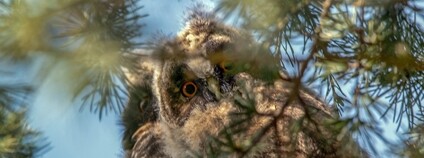 říběh paní Mirky a malých kalousů Foto: Dobrovolný ekologický spolek - ochrana ptactva Záchranná stanice živočichů Plzeň