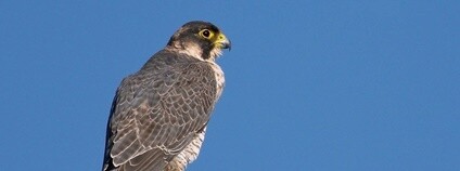 Sokol šahin - Falco pelegrinoides Foto: Frank Vassen Flickr.com