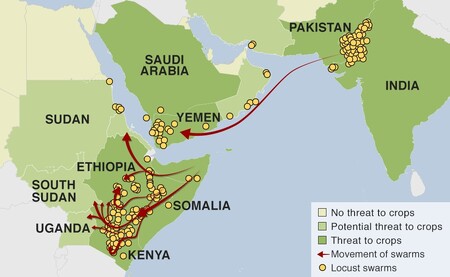 Země v pohotovosti kvůli přemnožení kobylek.