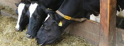 Farma roku 2020 putuje do středočeských Milošovic Foto: Asociace soukromého zemědělství ČR