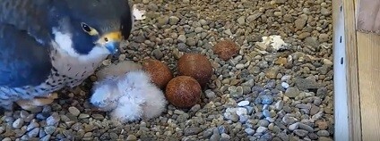 foto:  aalina552936 / youtube.com