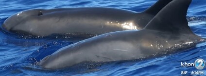 Foto: KHON2 News / youtube.com