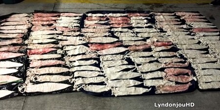 Totoaba se prodává na černém trhu.