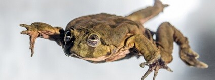 foto: Petr Hamerník / Zoo Praha