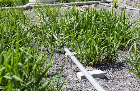 Klasická kořenová čistírna je založena na co nejjednodušším uspořádání a technickém provedení. V podstatě jde o vyhloubenou jímku, přibližně metr hluboké pole, které je odizolované od podloží. Jímka je naplněná štěrkem, v tom jsou vysázené mokřadní vegetace, přes kterou voda protéká. Jde o horizontální čištění. / Ilustrační foto