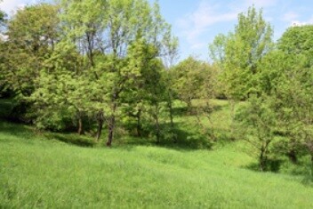 Devět pozemků o celkové výměře 0,67 hektarů v lokalitách Léskovky a Vlčí se má stát základem dalších dvou "soukromých rezervací" ochránců. / Na ilustračním snímku lokalita Vlčí