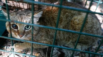 Nový druh "liščí kočky".