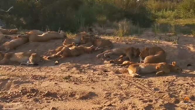 Pokud jde o lvy, obvykle by se kvůli provozu na silnici drželi v buši. Ale jsou velmi chytří, a tak si nyní užívají svobodu parku bez lidí.