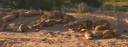 foto: Kruger Sightings / youtube.com