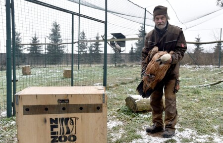 Supi patří k neohroženějším druhům ptáků na světě.