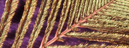 Detail ptačího peří. Foto: MichaelMaggs/Wikimedia Commons