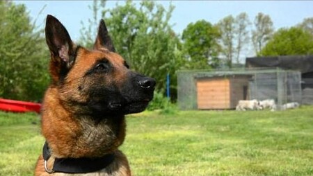 V Africe, kde podle údajů ochranářů zemře kvůli nelegálnímu obchodu 90 slonů denně, větší nebezpečí než místní pytláci pro Camu i její cvičitelku představují dealeři