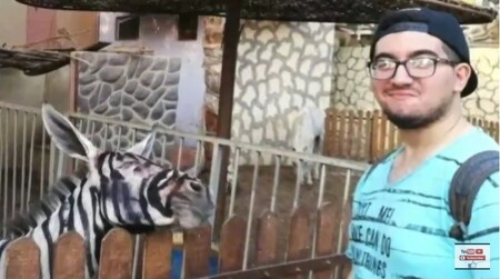 Zoologická zahrada v egyptském hlavním městě Káhiře pomalovala osla černými pruhy a vydávala ho za zebru (na obrázku).