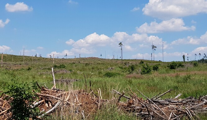 Ukázka ohromujícího rozsahu kalamitních holin zalesňované pestrou směsí dřevin, včetně břízy a třešně ptačí, Lesní správa Telč, revír Zlatomlýn.
