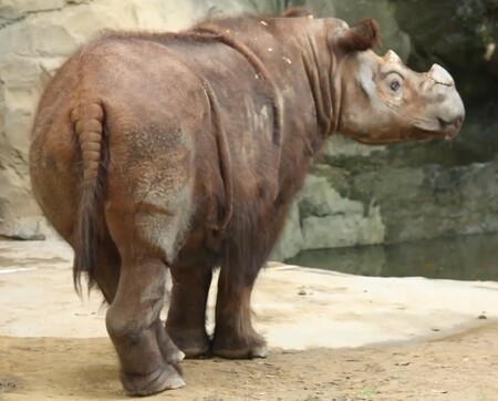 Samice Iman uhynula šest měsíců po smrti jediného mužského zástupce tohoto druhu. Ve státě Sabah zemřela v zajetí v roce 2017 také jiná samice sumaterského nosorožce.