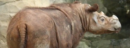 foto:  GAJAB NEWS / youtube.com