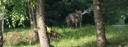 foto: Tygodnik Sanocki / youtube.com