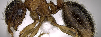 Foto: doi.org/10.7717/peerj.6287/fig-3