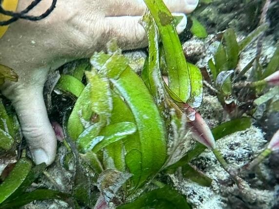 Mořská tráva Thalassodendromyces ciliatum na pobřeží Mauricia v Indickém oceánu.
