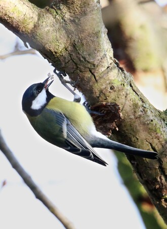 I ptáci rozumějí chemickým signálům stromů, na sledovaném území to byla často sýkora koňadra.