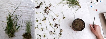 Botanický výzkum Foto: AV ČR