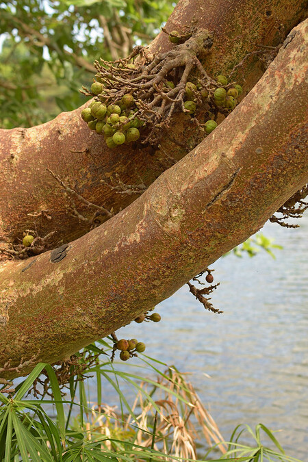 Fíkovníky považují za posvátné stromy Kikujové, nejpočetnější etnická skupina v Keni, kde žije zhruba 50 milionů obyvatel.