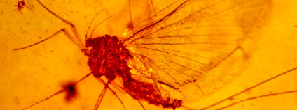 Prajepice. Foto: George Poinar/Flickr Prajepice. Foto: George Poinar/Flickr