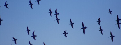 Letící ptáci Foto: Mila Zinkova home.comcast.net