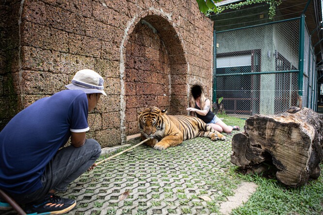 Focení se s dospělými tygry v Tiger Kingdom v Phuketu.