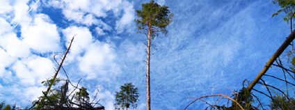 Foto: katerinavulcova / Pixabay