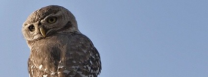 Foto: Tarique Sani / Flickr