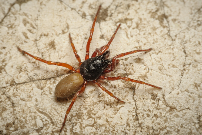 Samice nového, nepohlavně se rozmnožujícího druhu pavouka Dysdera parthenogenetica objevená na pražském Petříně.