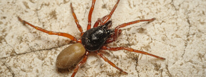 Samice nového druhu pavouka Dysdera parthenogenetica objevená na pražském Petříně. Foto: Radek Šich (CARC)