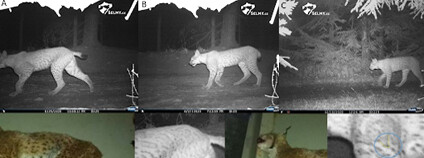 Foto: Hnutí DUHA Olomouc