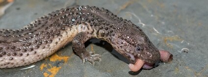 Varanovec bornejský Foto: Zoo Praha