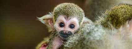 Mládě kotula veverovitého Foto: Petr Hamerník Zoo Praha