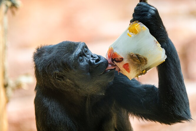 Gorila nížinná Duni si v pražské zoo pochutnává na zamraženém ovoci.