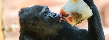 Gorila nížinná Duni si v pražské zoo pochutnává na zamraženém ovoci. Foto: Petr Hamerník Zoo Praha
