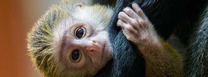 Mládě kočkodana Foto: Zoo Praha